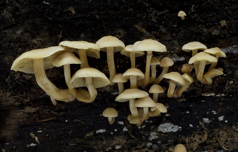 Hypholoma fasciculare var. pusillum